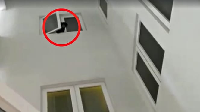 Das Tier schaut aus dem Fenster