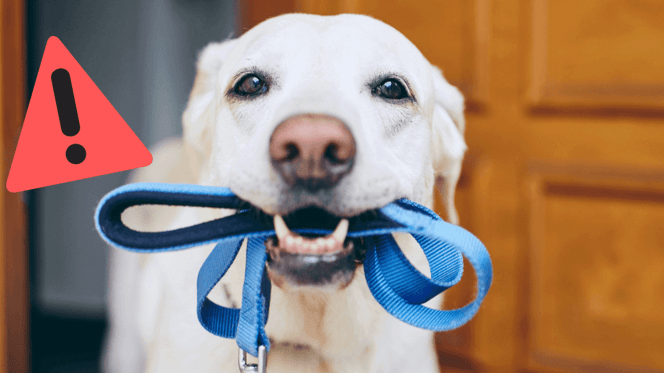 Hund mit Leine im Maul