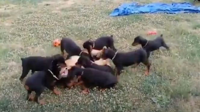 Deutscher Schäferhund und Dobermann-Welpen