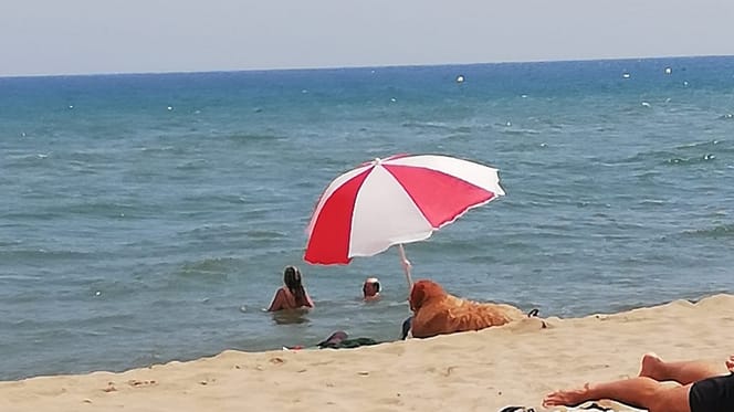 perro bajo sombrilla playa