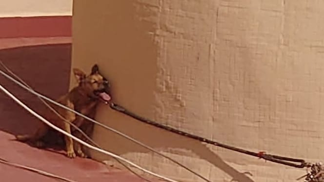perro torrevieja atado en la terraza