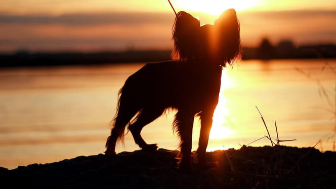 Hund im Sonnenuntergang am Meer.