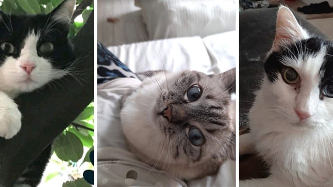 gatta denise di rossella panzeri e gatti mia e bizet