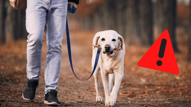 Hunde läuft neben Halter.