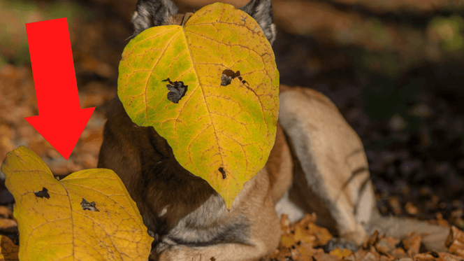 Zwei Tiere mit Blättern vor dem Gesicht