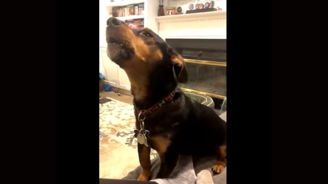 perro aullando desesperadamente