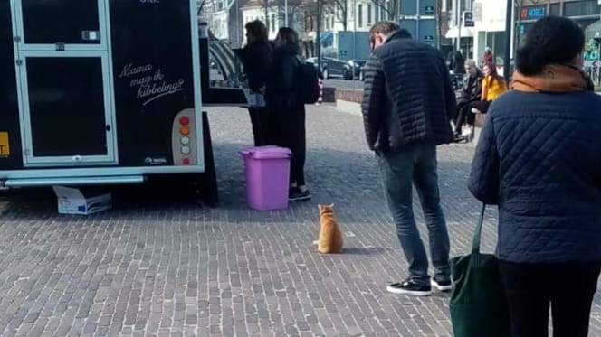 gata en la cola de la pescaderia