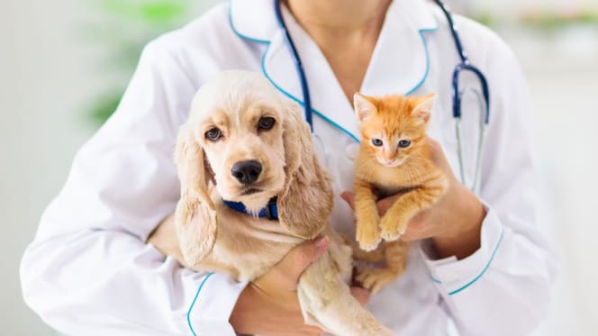 Was Herrchen und Frauchen vom Tierarzt wissen sollten