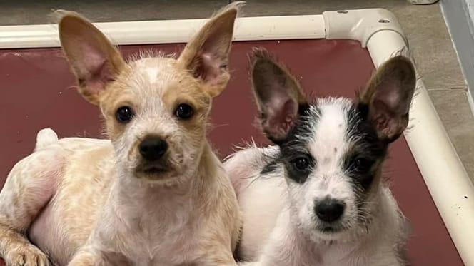 Hunde halten sich an der Pfote