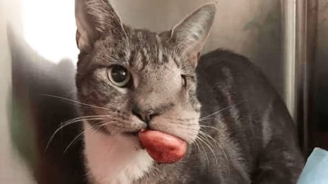 Katze mit Tumor