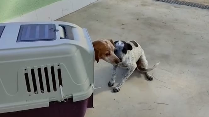 reencuentro dos perras abandonadas