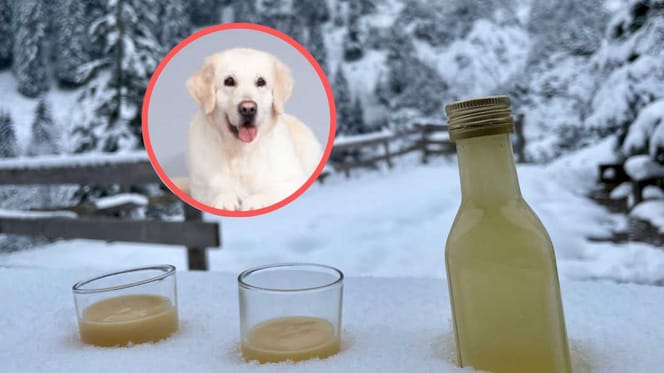 Eierlikeur in de sneeuw