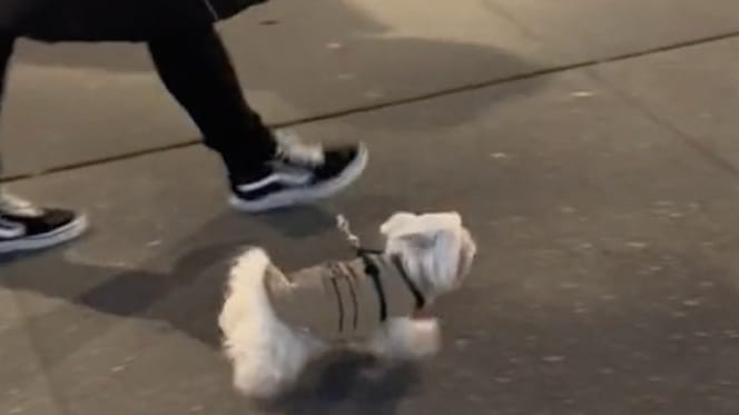 Un chien dans la rue