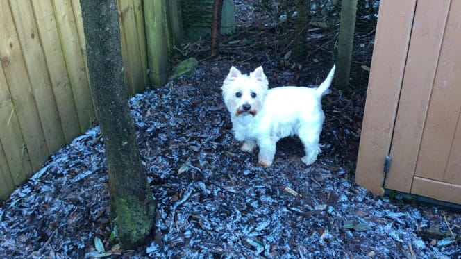 Abbi, chien West Highland White Terrier