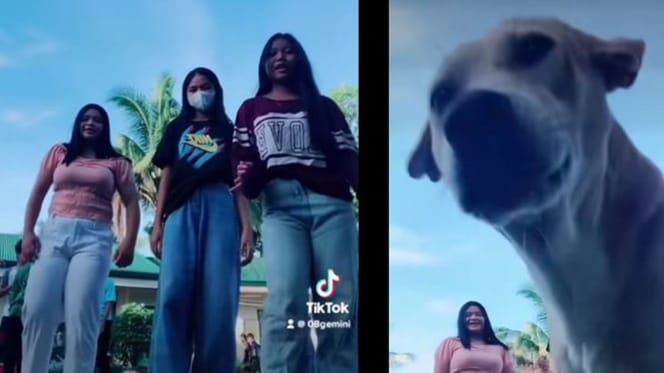 perro orina mientras graban tiktok