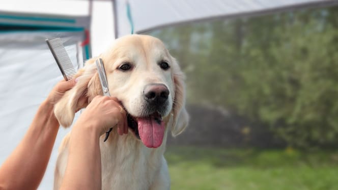 Golden Retriever reagiert auf Haarschnitt.