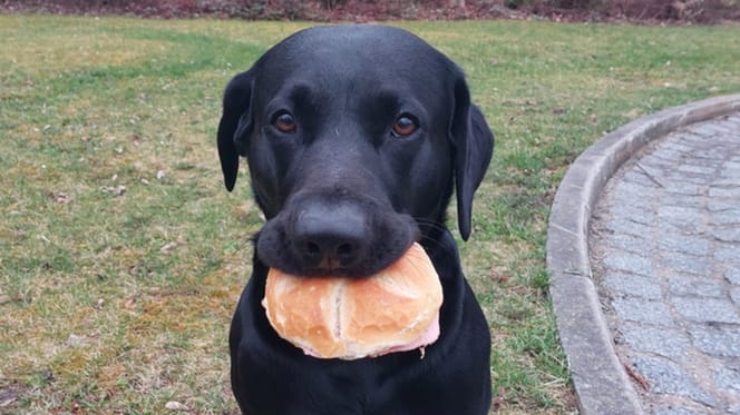 Schwarzer Hund mit Wurstbrötchen im Maul