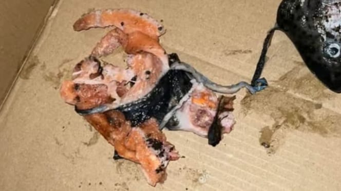 Fischreste in einem Pappkarton