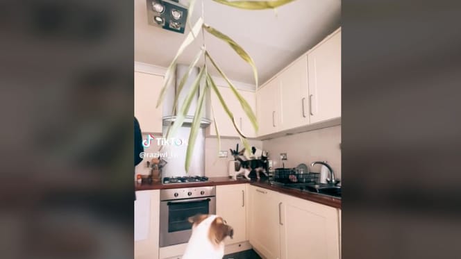 Hund beobachtet die Katzen in der Küche