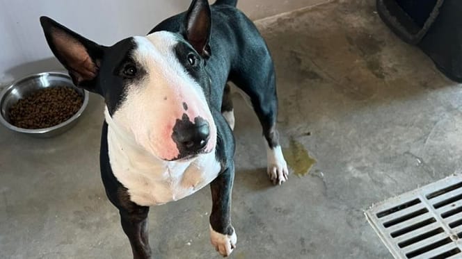 Dueño de bull terrier muere en el aeropuerto