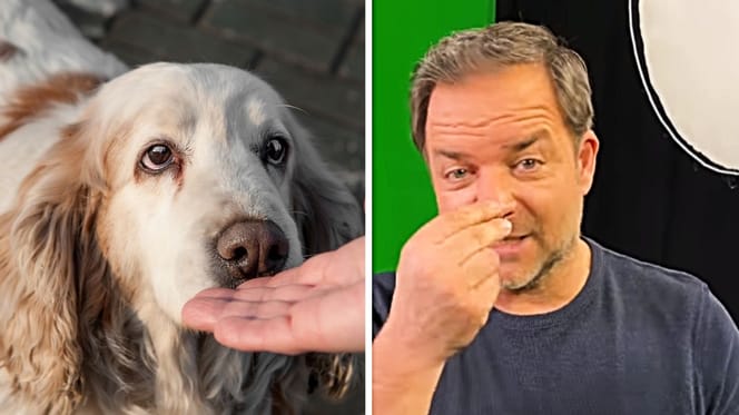 Rütter riechen Hunde Angst