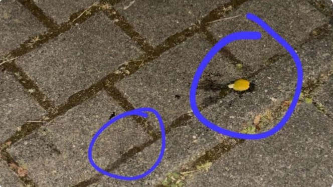 Olives on the ground