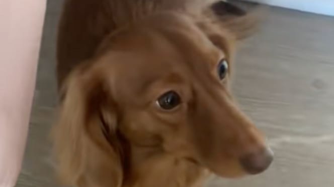 Chien Teckel