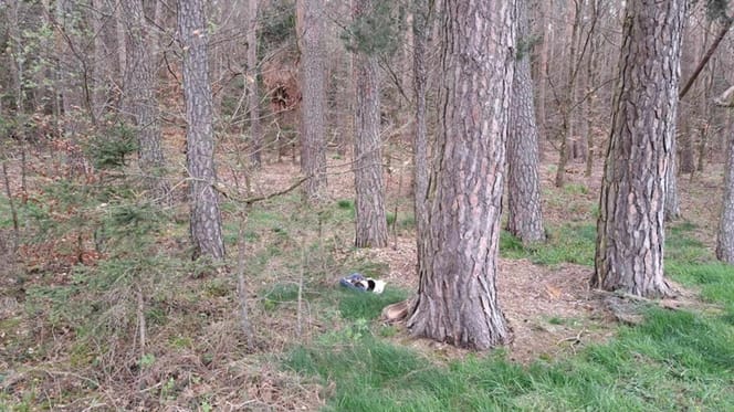 abandono animal gatitos
