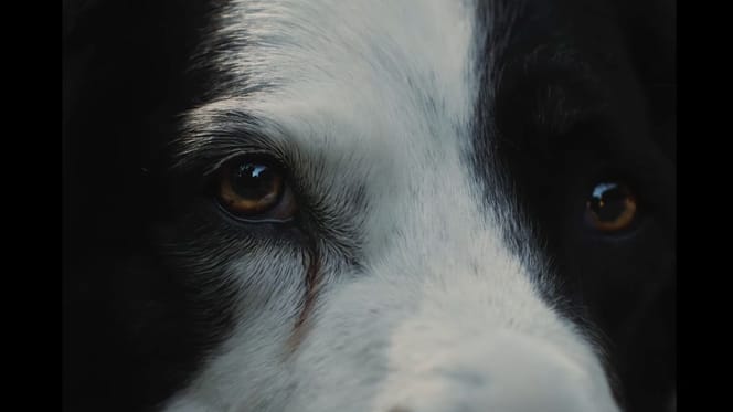 Abandon des animaux : la SPA lance sa campagne d’été avec Gilles Lellouche