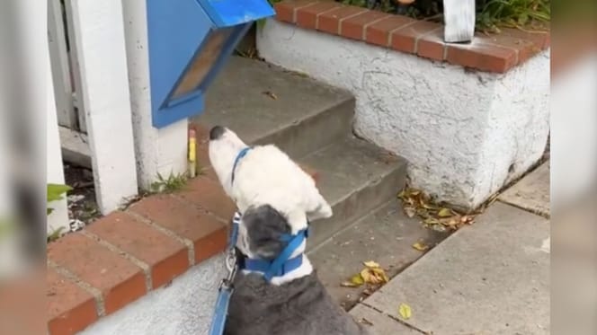 Ein Hund starrt auf eine blaue Kiste und will nicht weitergehen: Der Grund rührte 6 Millionen Menschen