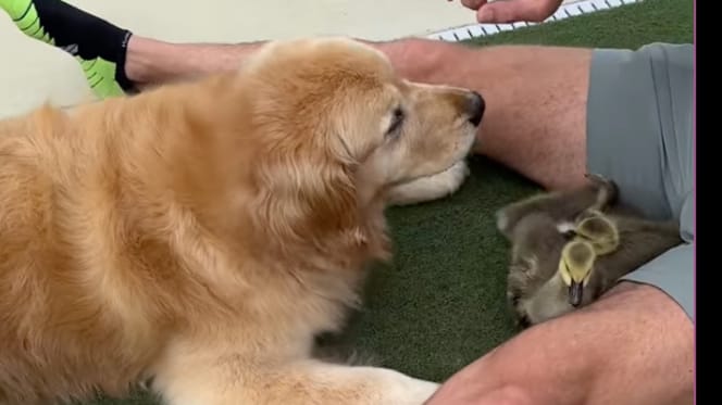 Le Golden Retriever s'approche de trois bébés oies : il a une réaction stupéfiante (Vidéo)