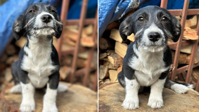 Biedronka. Rezolutna kobieta z wąsem poszukuje swojego domu