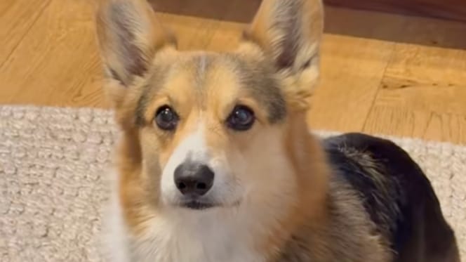 Son chien se met à boiter soudainement, ce que révèle le vétérinaire la prend de court