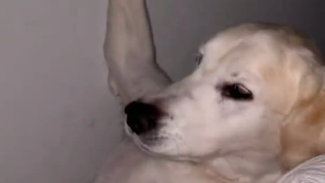 Frauchen hört nachts seltsame Geräusche und entdeckt ihren Hund an einem ungewöhnlichen Ort eingeklemmt (Video)