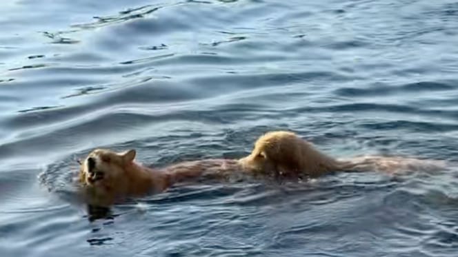 Chiens Golden Corgy