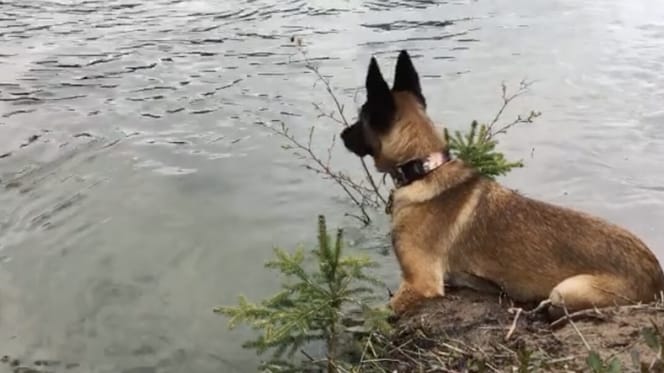 Frau bei Gassirunde am Fluss: Mit einem Biss an ihrer Schulter beginnt ein Albtraum
