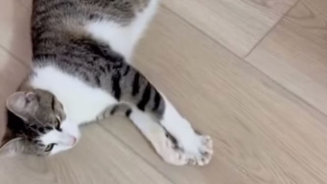 Un quartier se mobilise pour venir en aide à une chatte sur le point de mettre bas