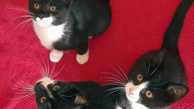 Abandonnés dans le jardin d’une dame âgée, ces 3 chatons ne demandaient qu'une petite chose