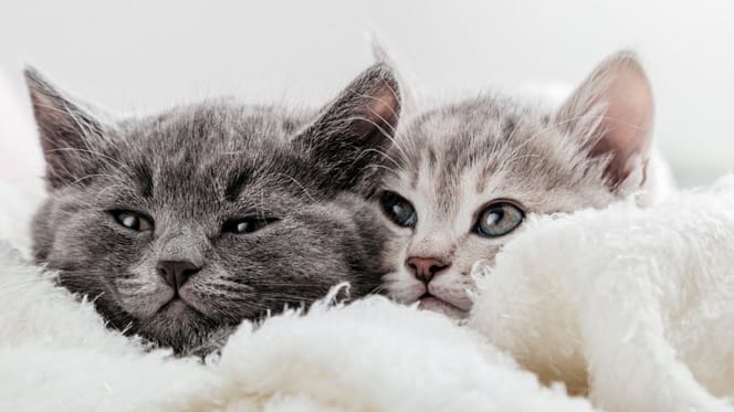 Journée internationale du chat : 6 faits surprenants à connaître sur nos compagnons félins