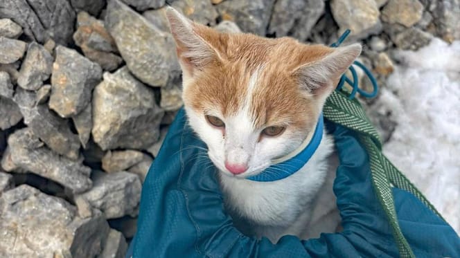„There is a Cat": Hüttenwirt traut seinen Augen nicht, was er auf 3.000 Metern findet