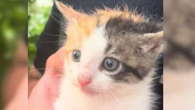 Couple visit wedding venue and leave with unexpected new family member