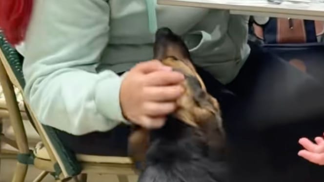 « Elles ont gagné une place au paradis » : elle assiste à une scène qui va offrir une seconde chance à un chien