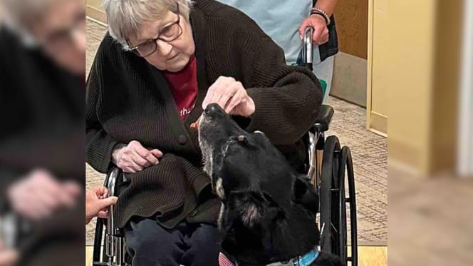 Mysterious dog keeps breaking into nursing home until he finally finds his place