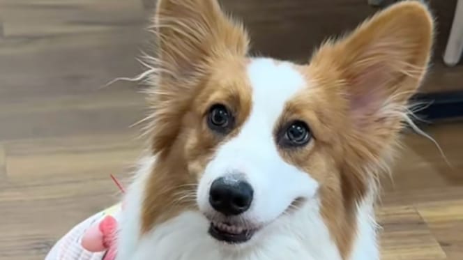 Corgy