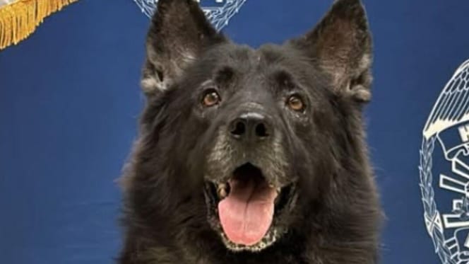 Black police dog