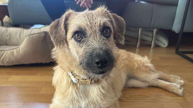 Ils l’ont appelée “la chienne” et l’ont abandonnée après 72 h : Cerise cherche sa vraie famille
