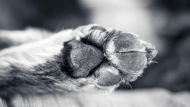 zampa di cane