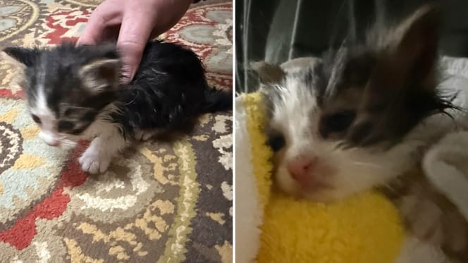 Das gefundene Kätzchen