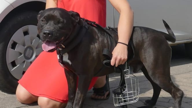 Vrouw stapt uit auto, knielt en doet iets waar iedereen eerder te laf voor was