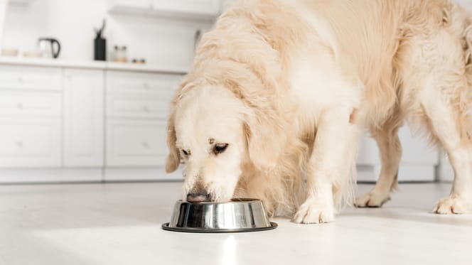 Alimentation du chien âgé